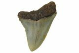 Juvenile Megalodon Tooth - North Carolina #172652-1